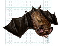 A bat