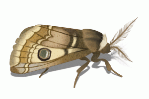 Moth Illustration