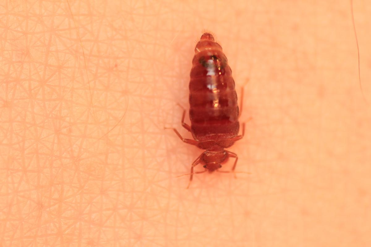 Bed Bug Close Up