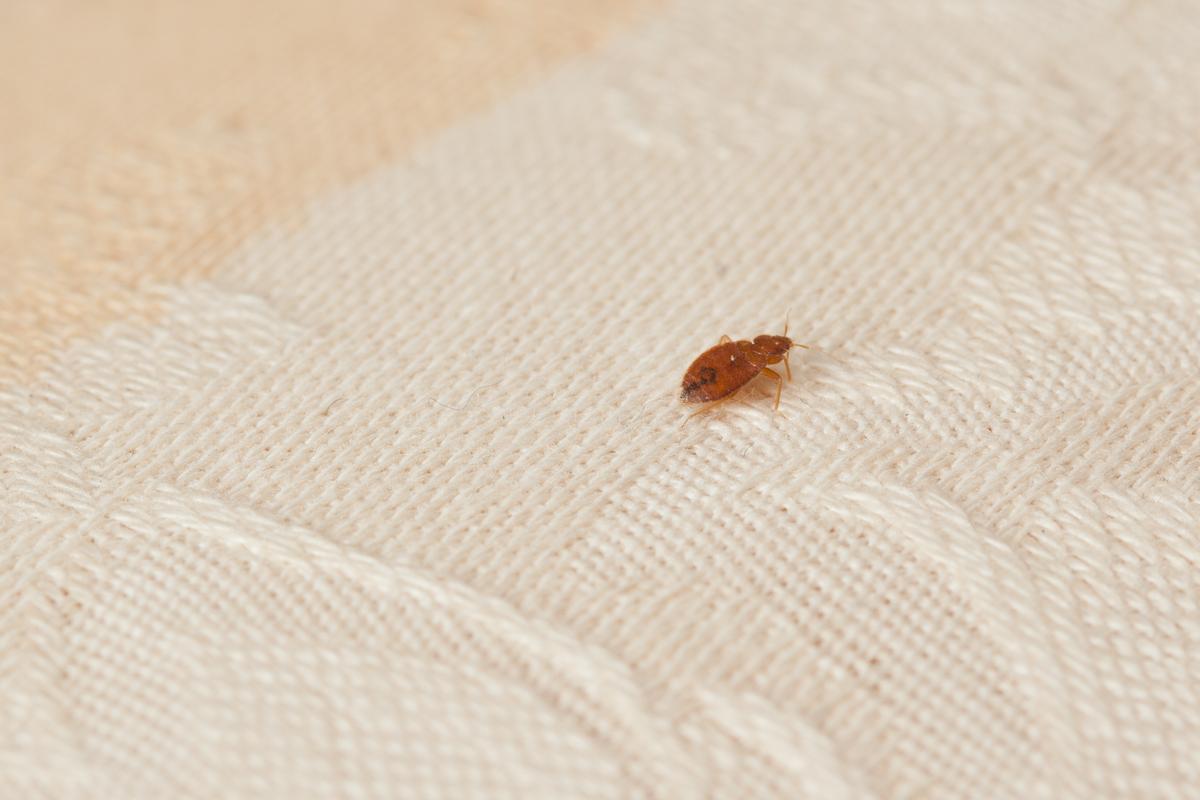 Bed Bug on Fabric