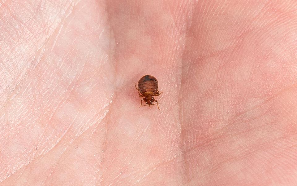 Bed Bug on skin