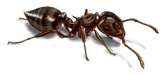 acrobat ant illustration