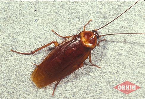 American Cockroach