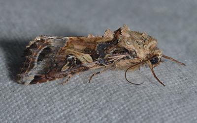 Adult Armyworm Image