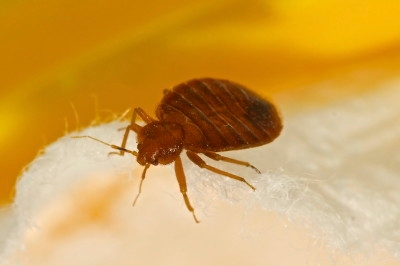 Bed bug on mattress