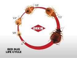 Bed Bug Lifecycle