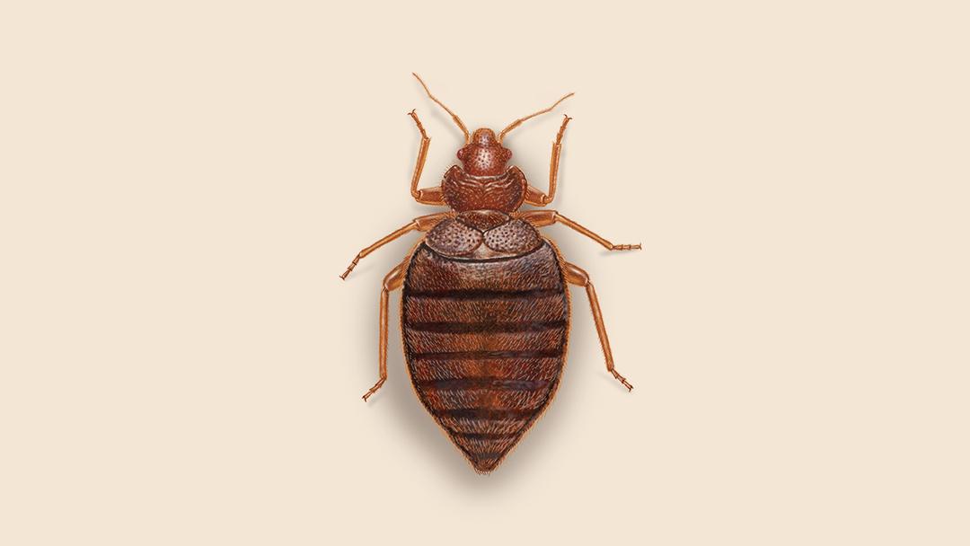 Bed bug illustration