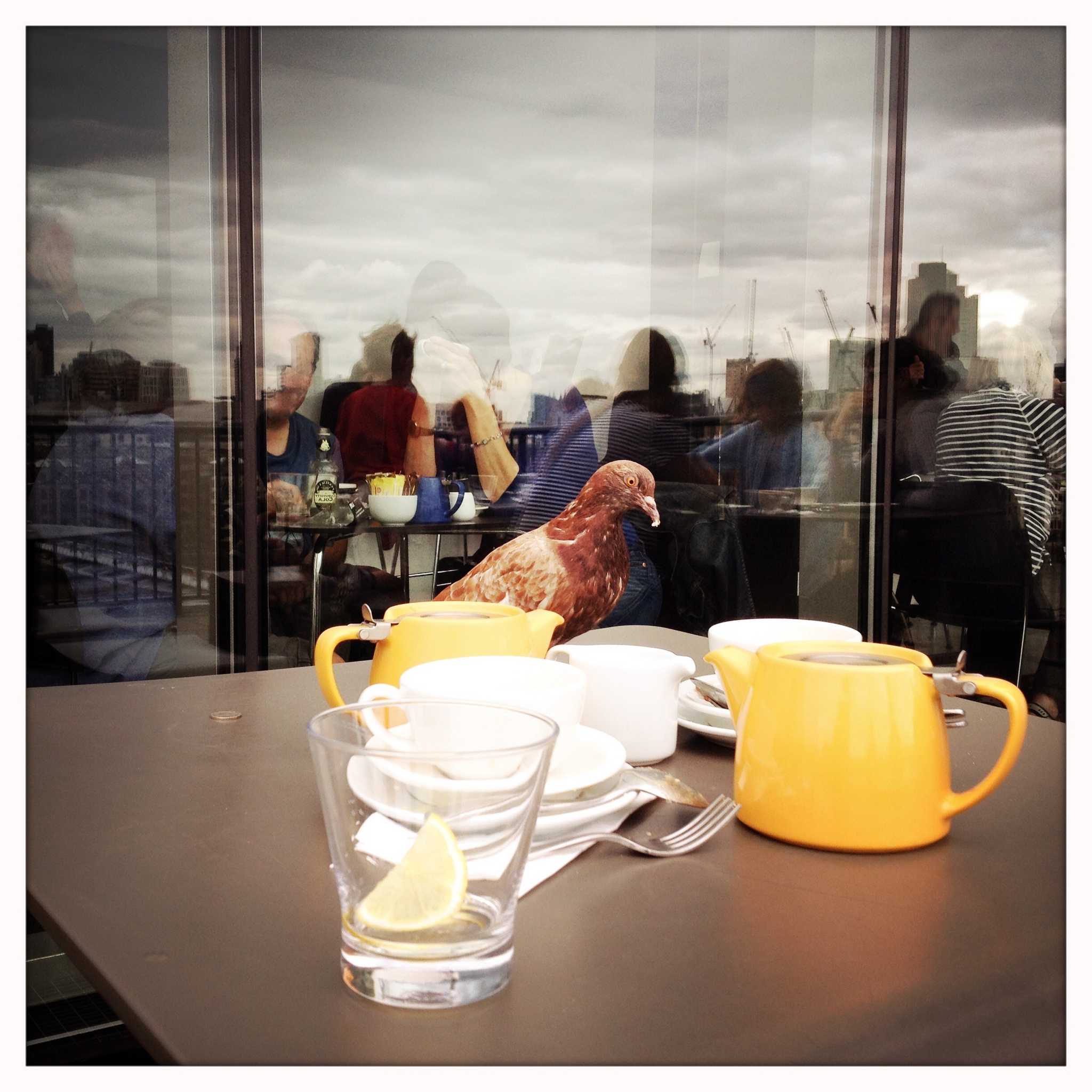 Bird in restaurant 