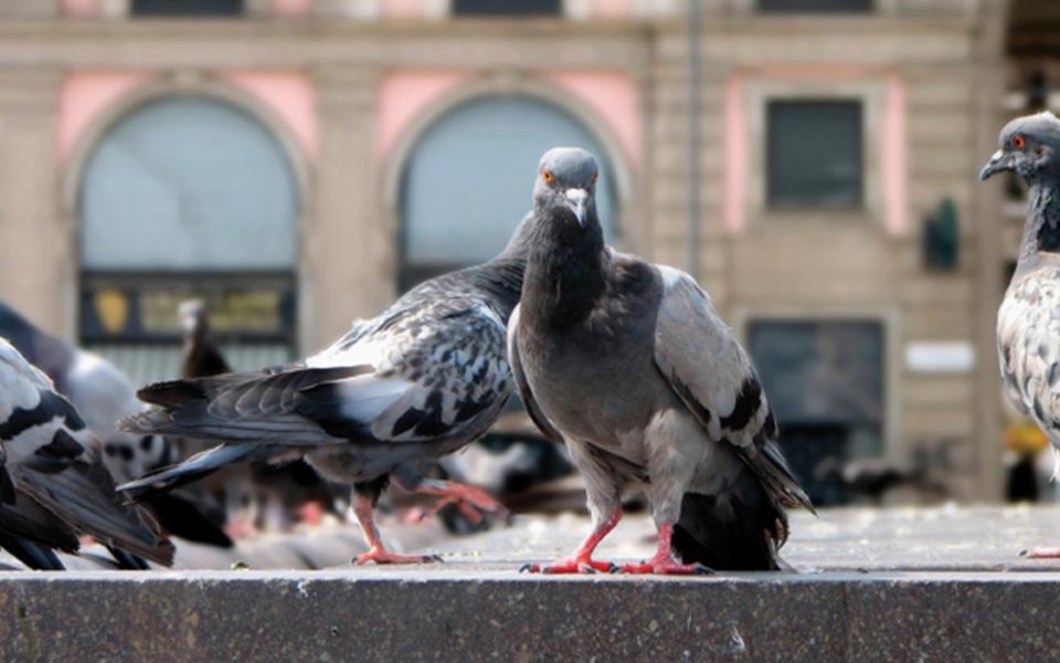 Birds at a Restaurant