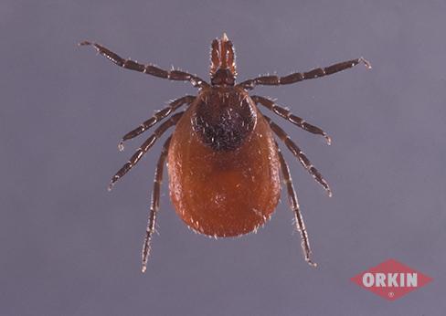 Female Deer (Black-legged) Tick