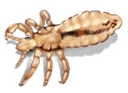 Lice Illustration