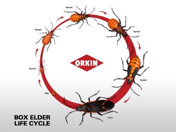 Boxelder Bug Lifecycle Chart