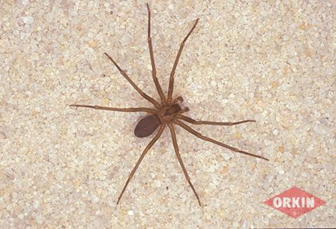 Picture of Violin Markings on Brown Recluse Spider