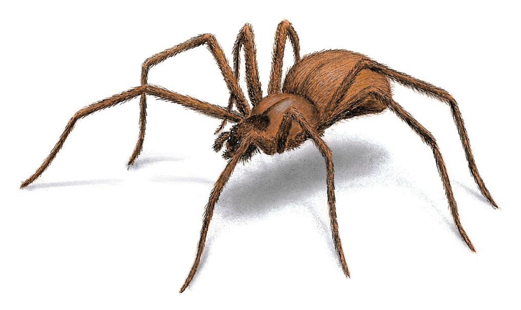 Brown Recluse Illustration