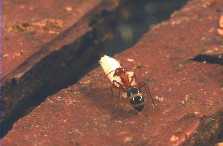 Carpenter Ant Building Mound