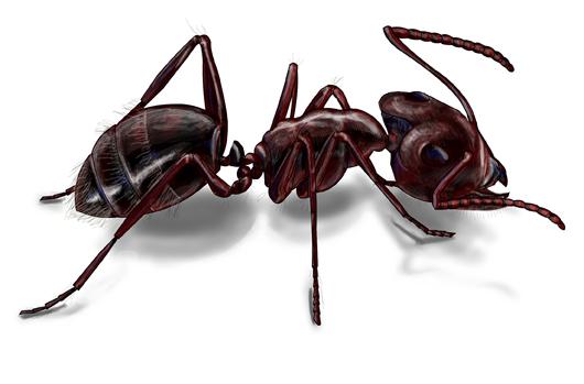 Carpenter ant illustration