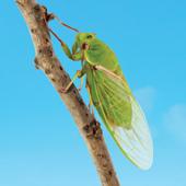 Cicada on Branch