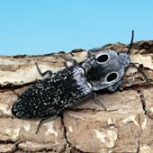 Click Beetle