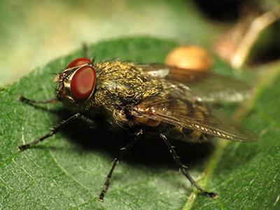 Cluster Flies