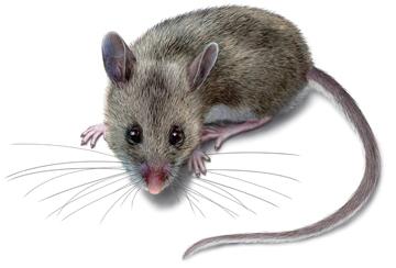 Deer Mouse Illustration