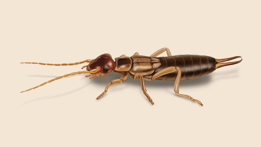 Earwig illustration