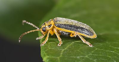 Elm Leaf Beetle