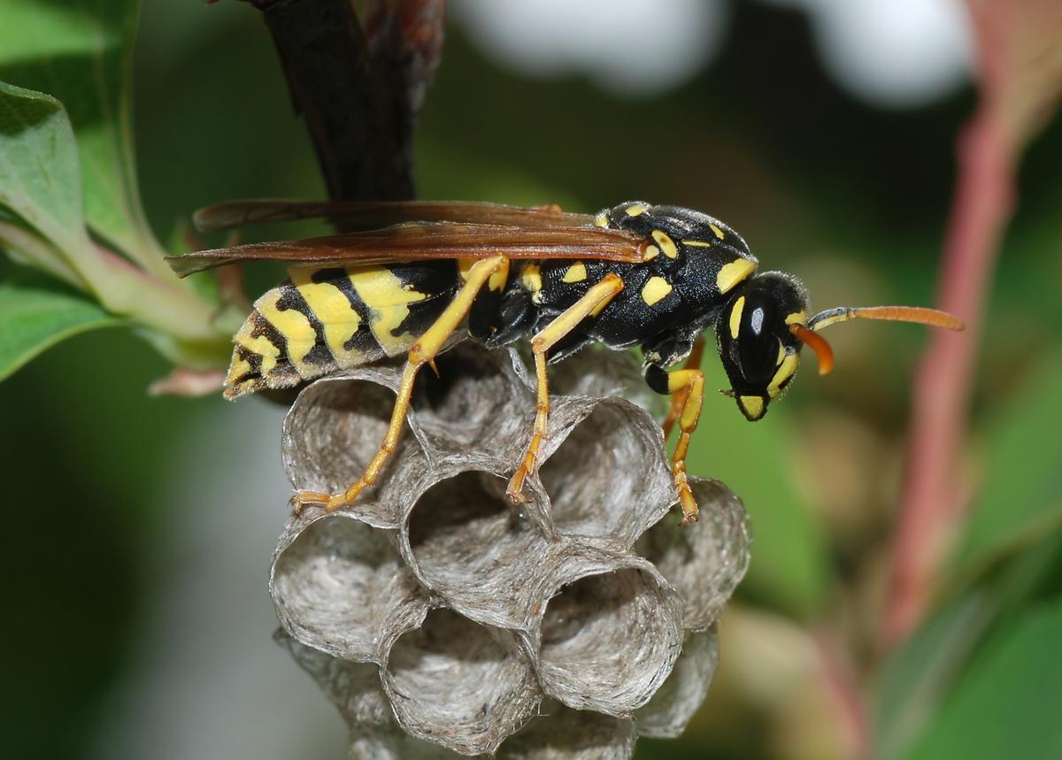 European Paper Wasp