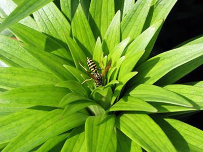 European Paper Wasp Pollination