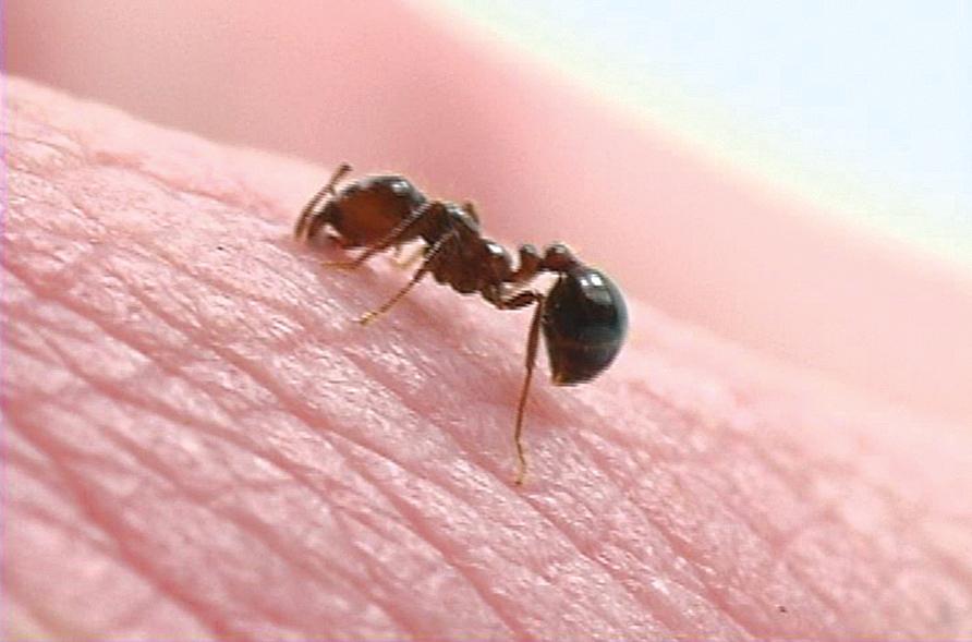 Fire Ant Bite