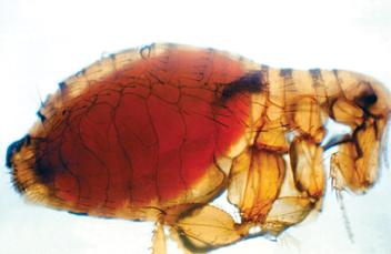 Image of flea after feeding