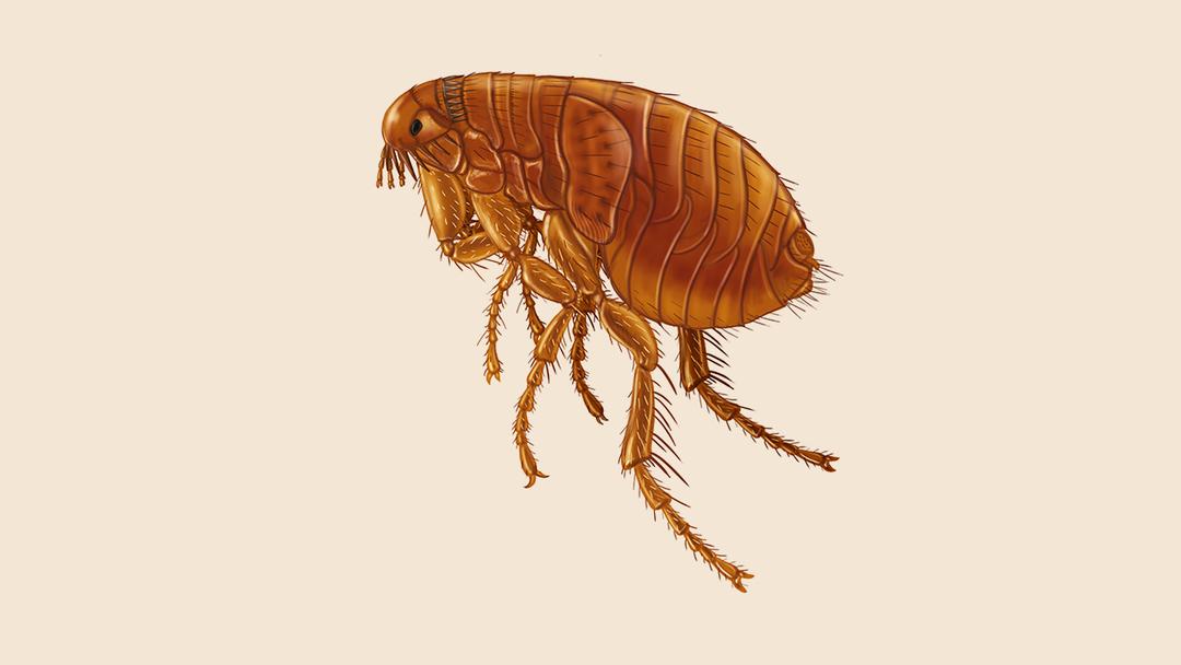 Flea illustration