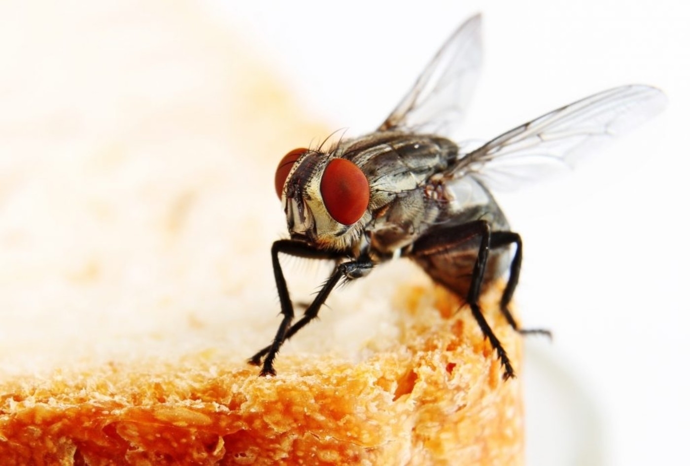 Fly on food