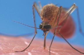 Mosquito Biting Human Hand