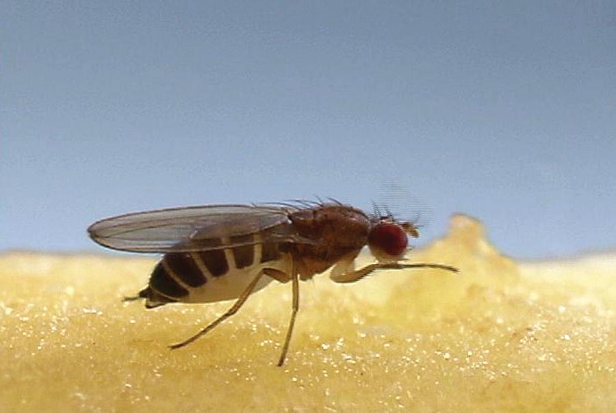 Fruit Fly Feeding