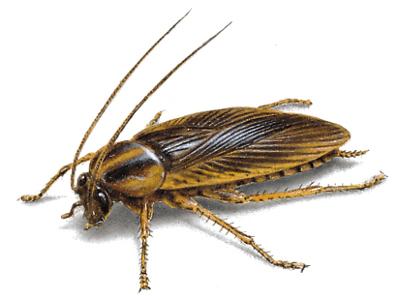 German Cockroach Illustration