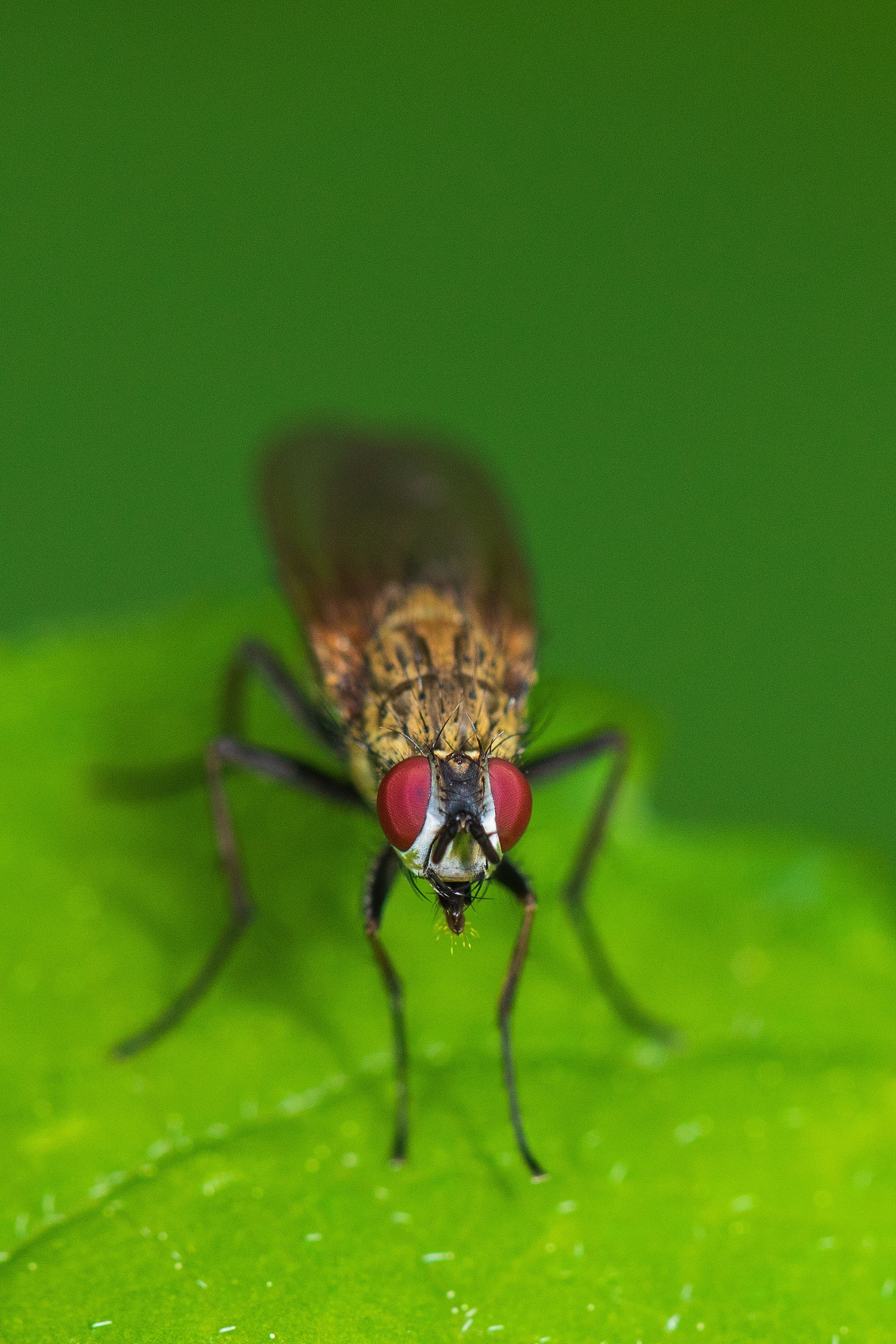 Fly on leaf