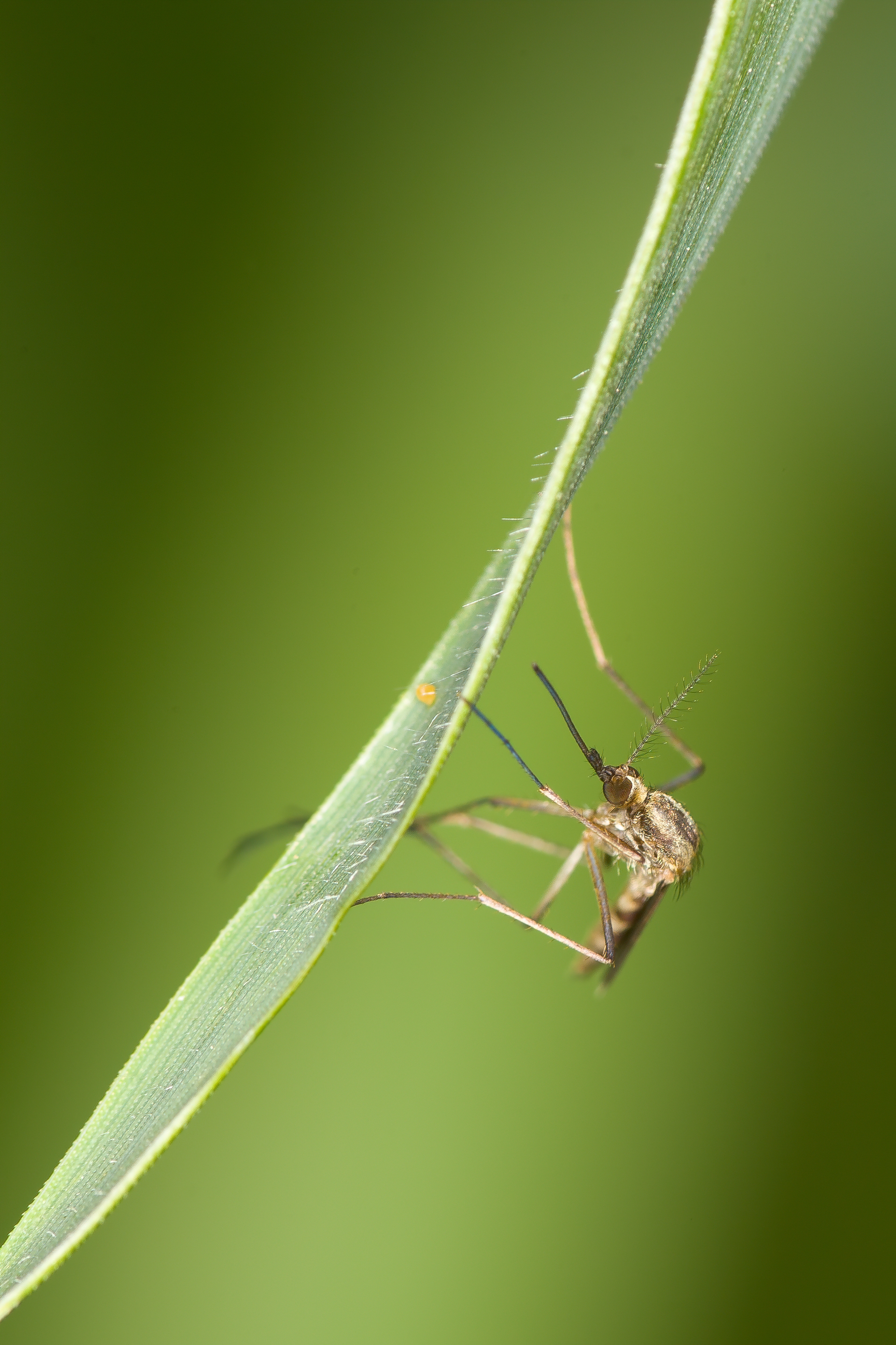 Mosquito on leaf