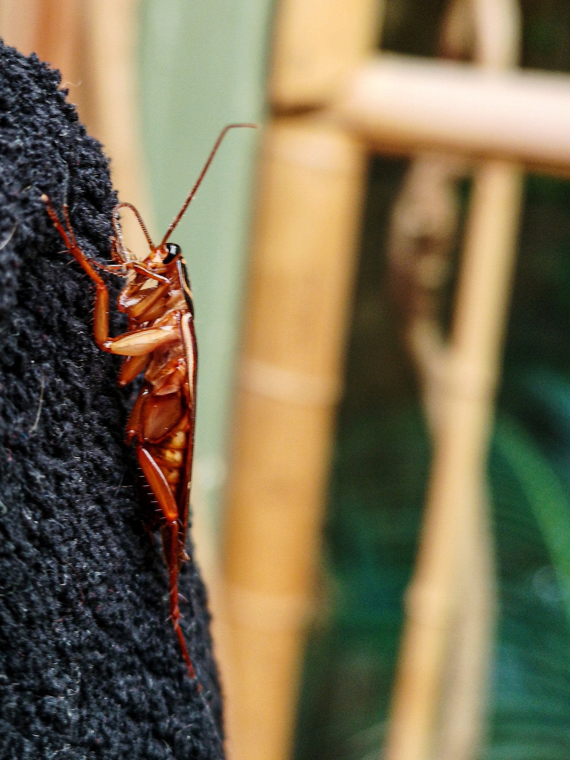 Close up of cockroach