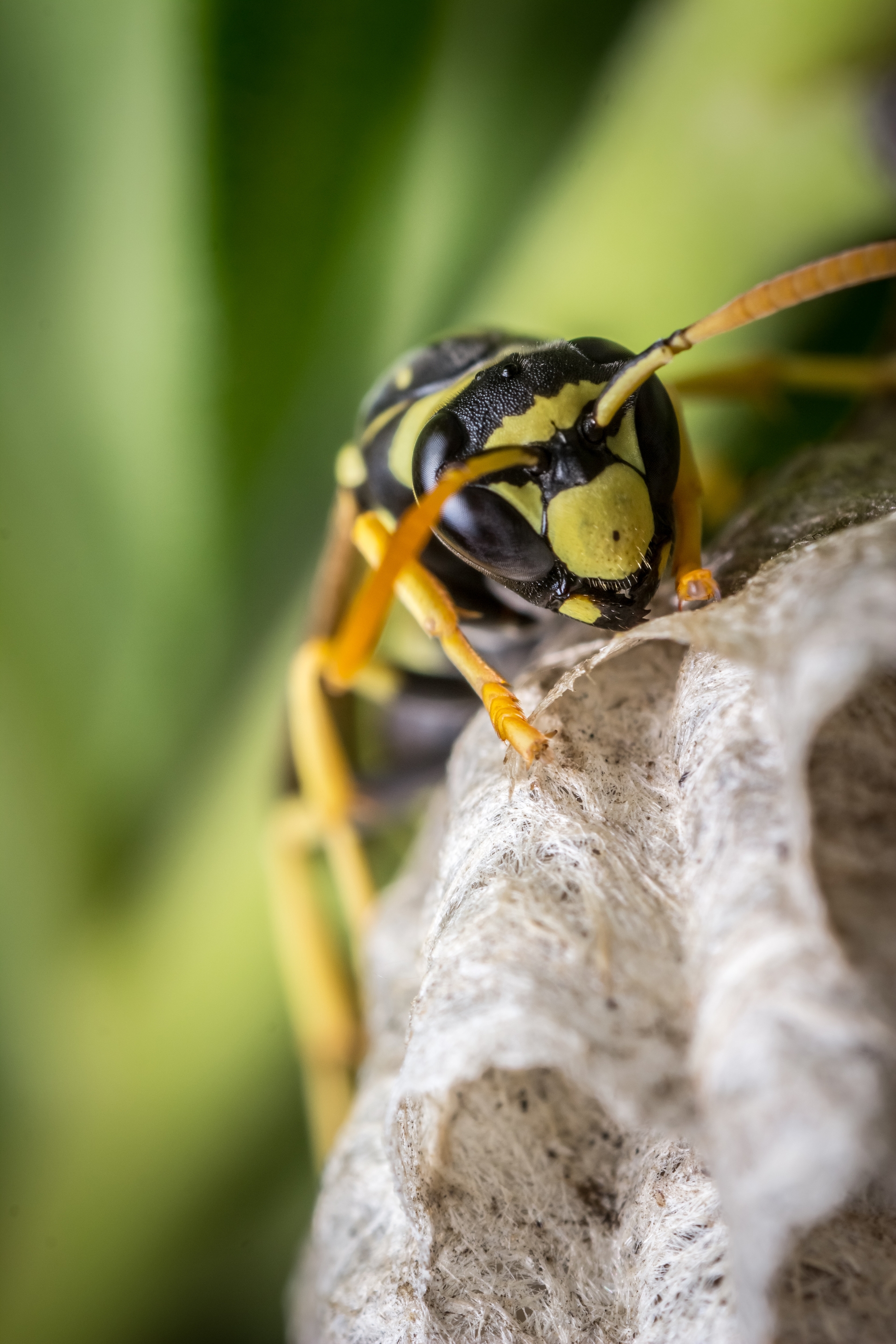 Close up of stinging pest