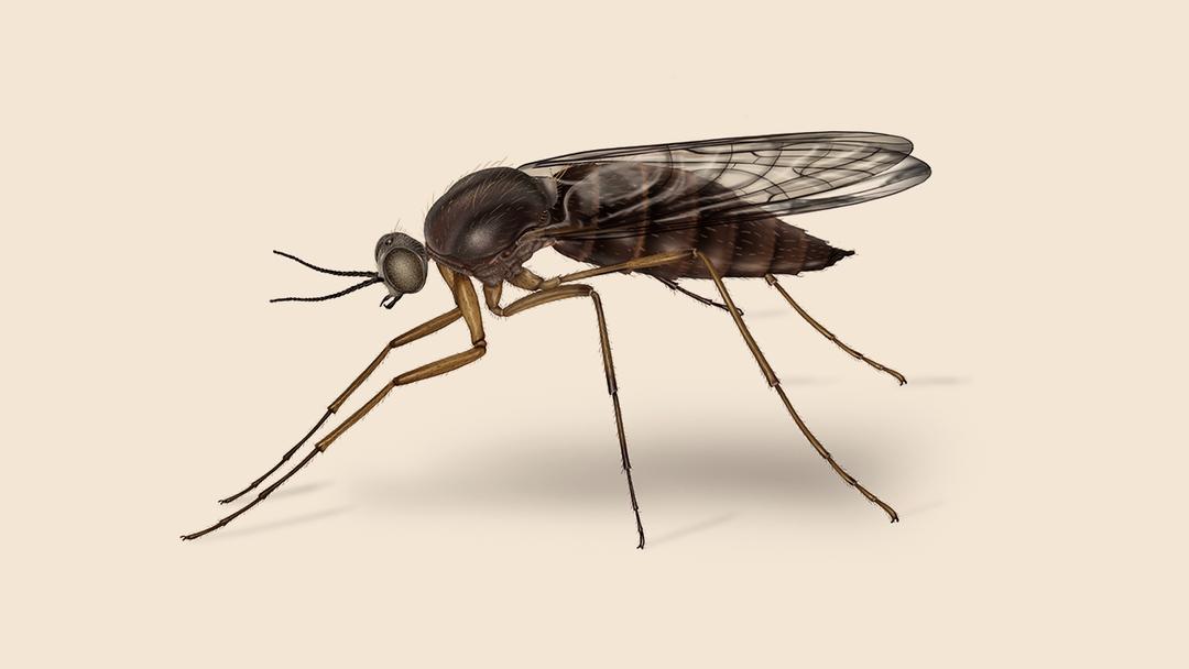 Gnat illustration