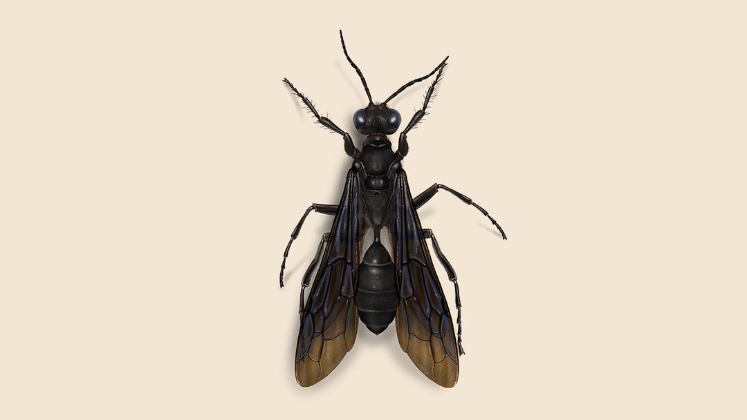 Great black wasp illustration