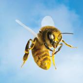 Flying Honey Bee