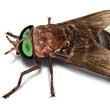 Horse Fly Illustration