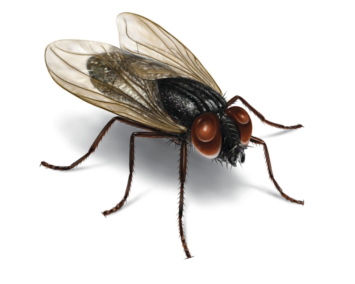 House Fly Illustration