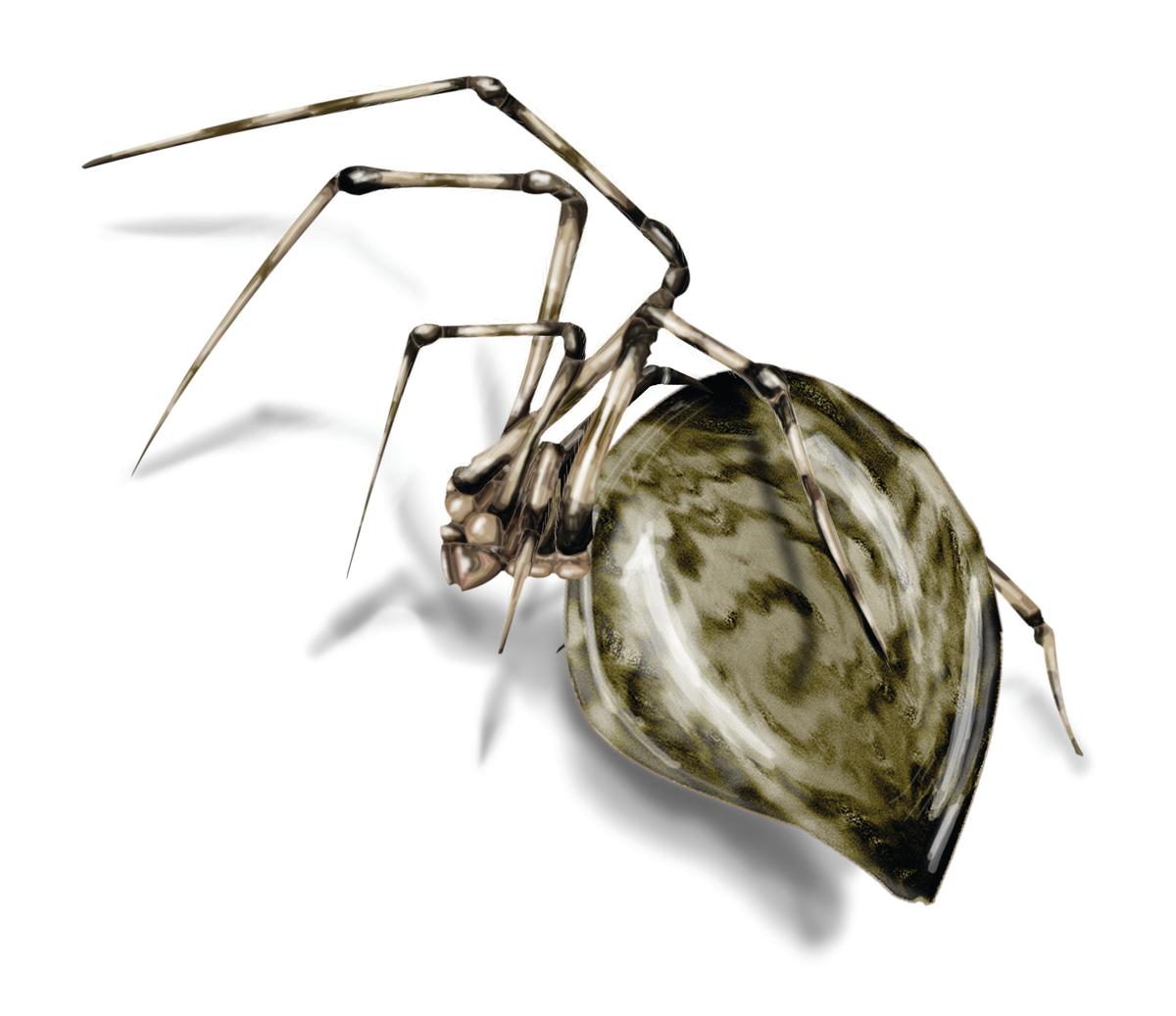 House Spider Illustration