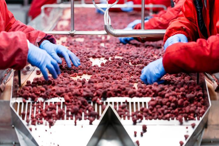 Workers at Food Processing Belt