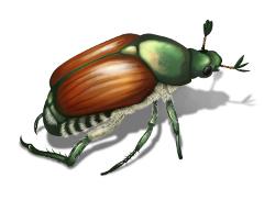 Japanese Beetle