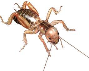 Picture of a Jerusalem Cricket