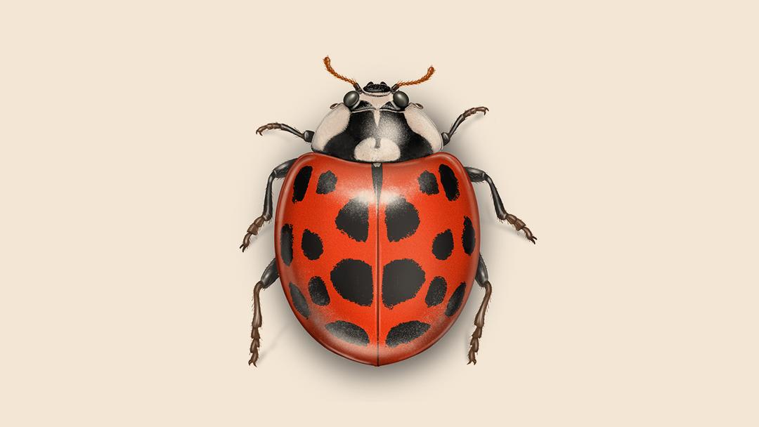 Ladybug illustration