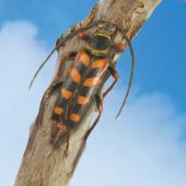 Longhorned Beetle